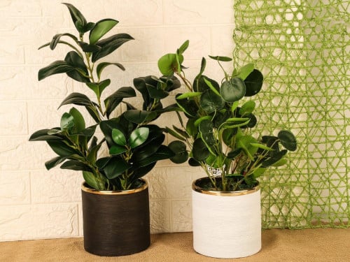 مزهرية خضار منسق