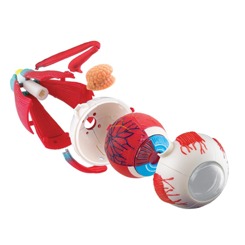 Educational eye model for children, anatomy of eye parts
