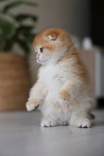 قطه سكوتش فولد للبيع | قولد | ذكر