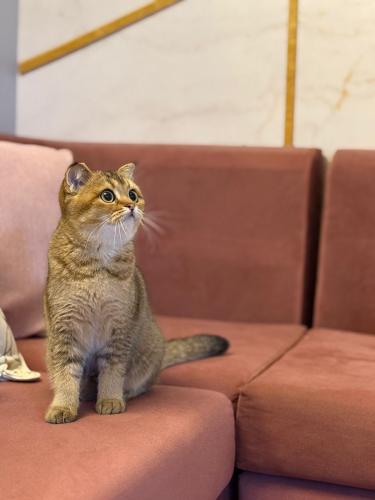 قطه سكوتش فولد للبيع | قولد | ذكر