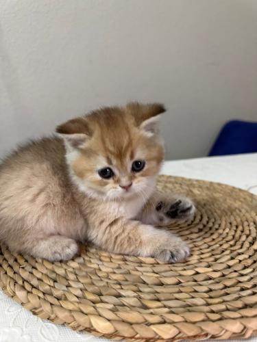 قطه سكوتش للبيع | قولد | ذكر