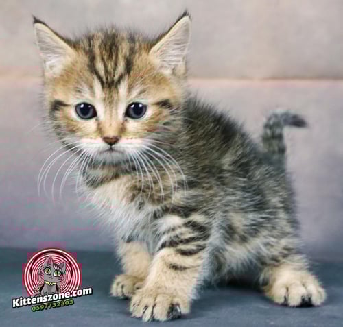 قطط سكوتش للبيع ستريت للتبني مجانا