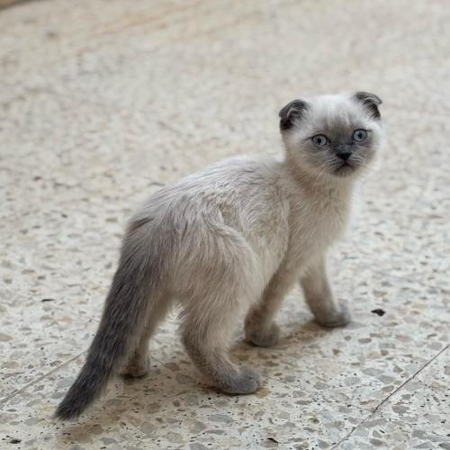 قطه سكوتش فولد للبيع | بلو بوينت | ذكر