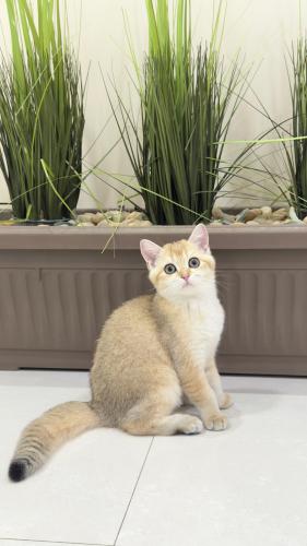 قطه سكوتش للبيع | قولد | ذكر