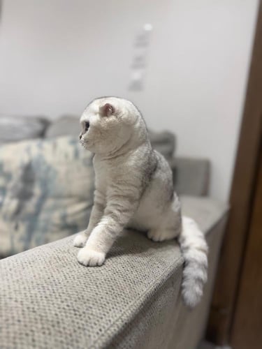 قطه سكوتش فولد للبيع | شانشيلا | انثى