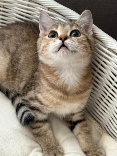 قطه سكوتش للبيع | قولد | ذكر