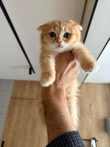 قطه سكوتش فولد للبيع | قولد | ذكر