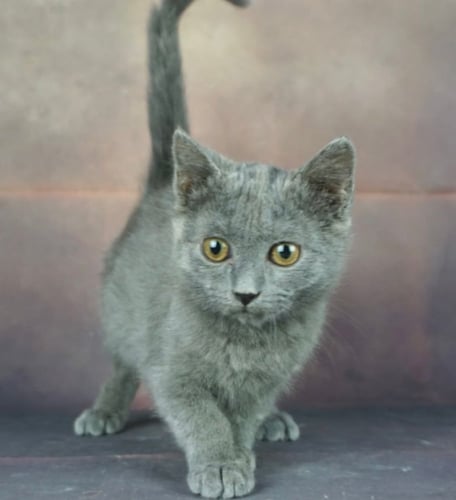 قطط بريطانيه \ سكوتش ستريت للتبني | ذكر | مجانا