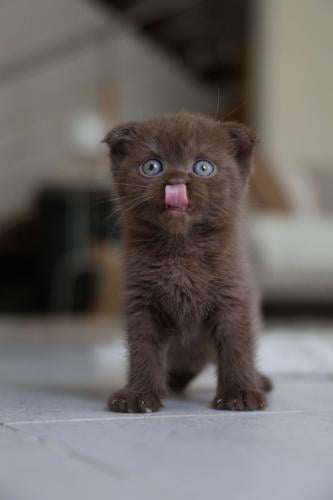 قطه سكوتش فولد للبيع | سينامون | انثى