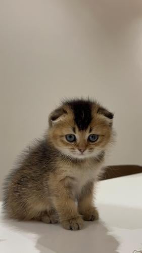 قطه سكوتش فولد للبيع | قولد | انثى