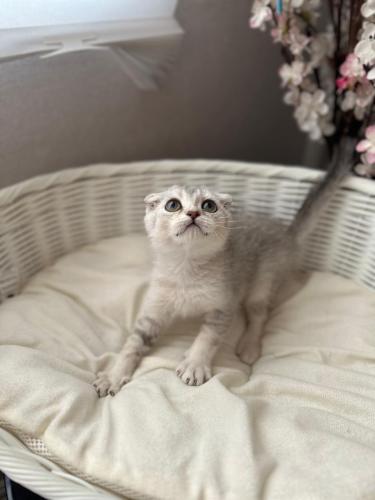 قطه سكوتش فولد للبيع | شانشيلا | ذكر