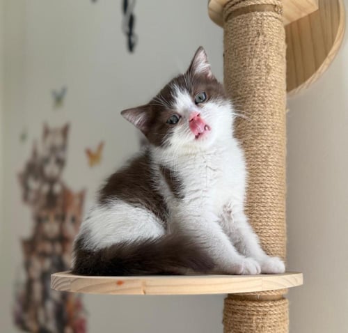 قطه سكوتش برتش للبيع | سينامون باي كولور | ذكر