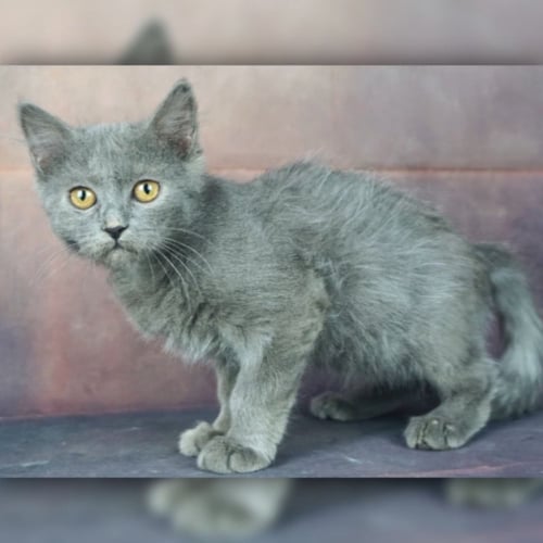 قطط بريطانيه \ سكوتش ستريت للتبني | ذكر | مجانا