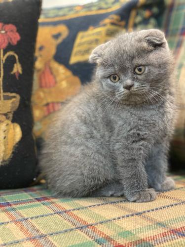 قطه سكوتش فولد للبيع | بلو | انثى
