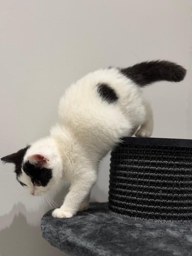 قطه سكوتش للبيع | باي كولور | انثى