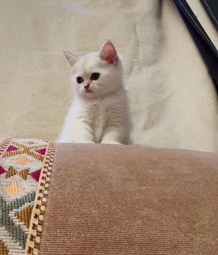 قطه برتش شورت للبيع | ابيض | انثى