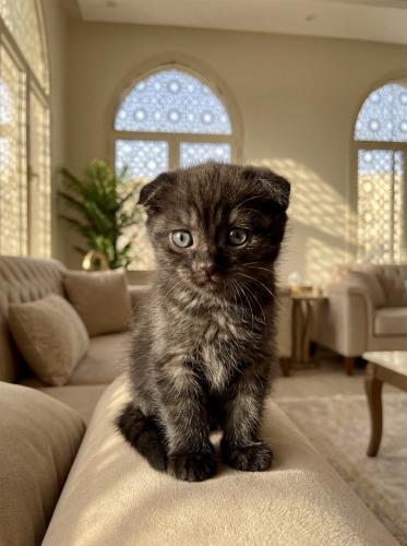 قطه سكوتش فولد بومباي للبيع| بلاك | ذكر