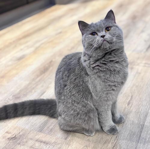 قطه سكوتش للبيع | بلو | انثى