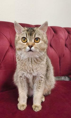 قطه سكوتش للبيع | قولد | انثى