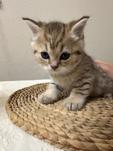 قطه سكوتش للبيع | قولد | ذكر