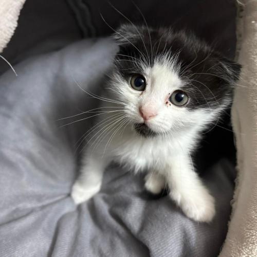 قطه سكوتش فولد شيرازي للبيع | انثى