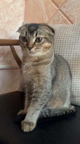 قطه سكوتش فولد شيرازي للبيع | انثى