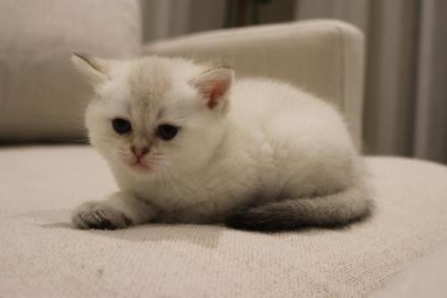 قطه سكوتش للبيع | شانشيلا | انثى