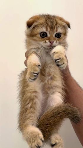 قطه سكوتش فولد للبيع | قولد | انثى