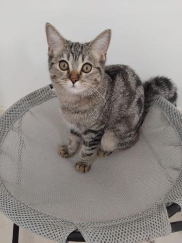 قطه سكوتش شيرازي للبيع | انثى