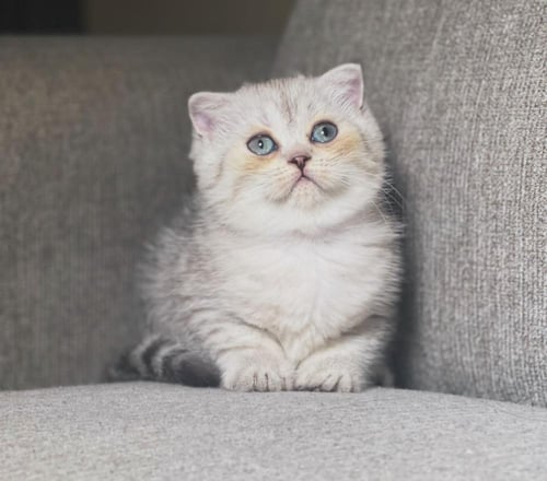 قطه سكوتش فولد للبيع | سلڤر | انثى