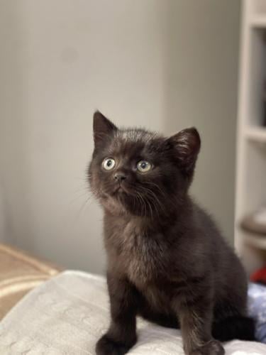 قطه سكوتش برتش للبيع | تشوكلت | ذكر