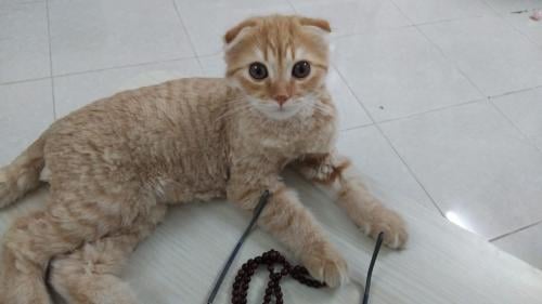 قطه سكوتش فولد شيرازي للبيع | ذكر