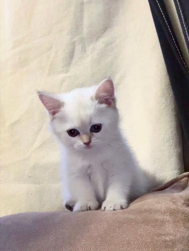 قطه برتش شورت للبيع | ابيض | انثى