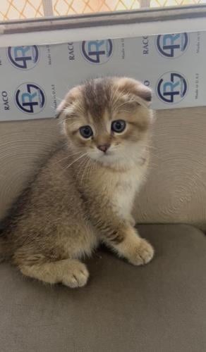 قطه سكوتش فولد للبيع | قولد | ذكر