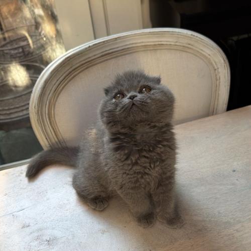 قطه سكوتش فولد للبيع | بلو | انثى