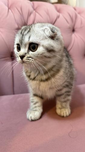 قطه سكوتش فولد برتش للبيع | سلڤر | ذكر