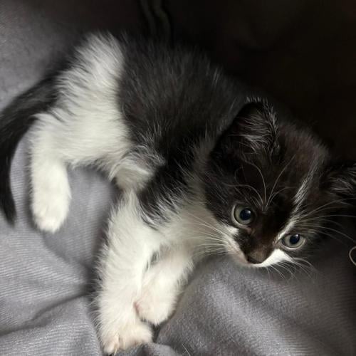 قطه سكوتش شيرازي للبيع | ذكر