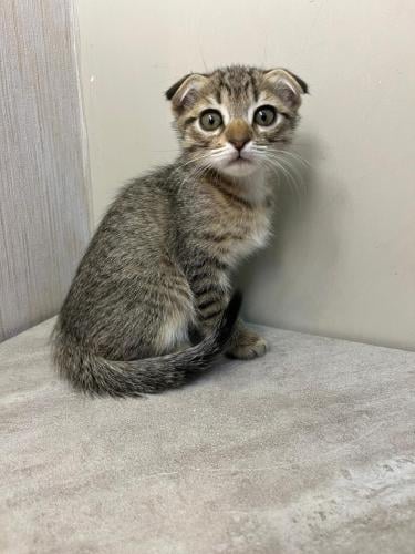 قطه سكوتش فولد شيرازي بنقال للبيع | انثى
