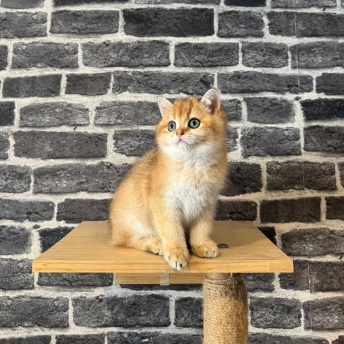 قطه سكوتش برتش شورت للبيع | قولد | انثى