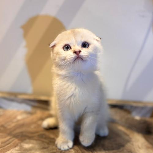 قط سكوتش فولد للبيع | شانشيلا | انثى