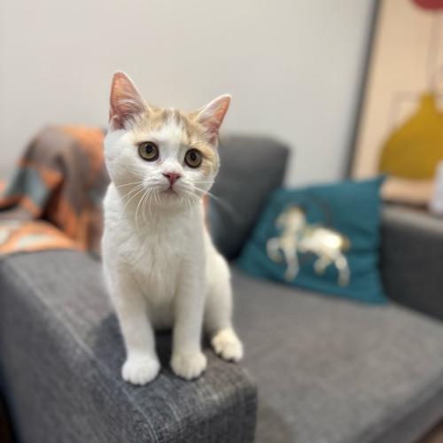 قطه سكوتش للبيع | انثى