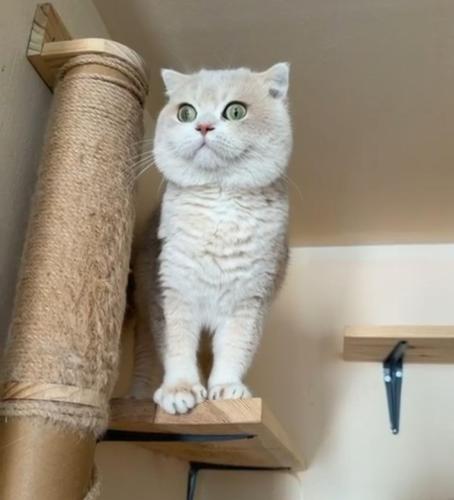 قطه سكوتش فولد للبيع | بلو قولدن | ذكر