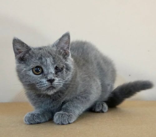 قطط سكوتش للبيع ستريت للتبني | ذكر | مجانا