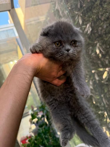 قطه سكوتش فولد للبيع | بلو | انثى