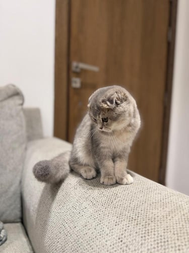 قطه سكوتش فولد للبيع | سلڤر | انثى