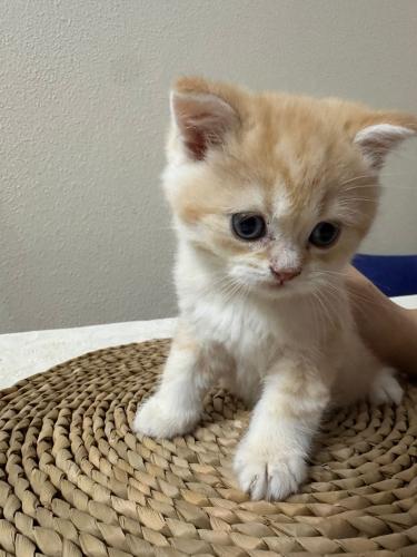 قطه سكوتش للبيع | قولد | ذكر