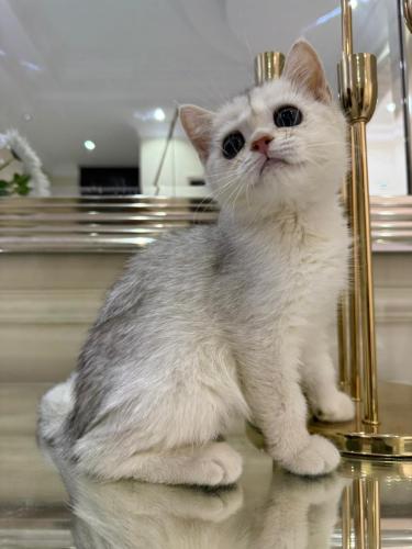 قطه سكوتش للبيع | شانشيلا | انثى