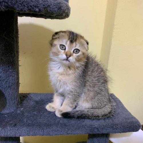 قطه سكوتش فولد للبيع | قولد | انثى