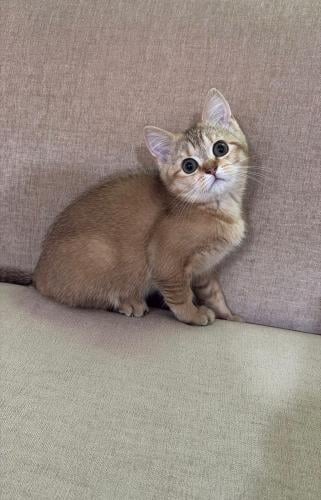 قطه سكوتش للبيع | قولد | انثى