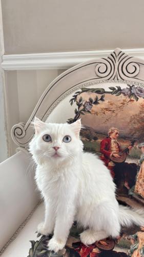 قطه سكوتش فولد شيرازي للبيع | ابيض | انثى